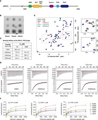 Structural insight into ASH1L PHD finger recognizing methylated histone H3K4 and promoting cell growth in prostate cancer